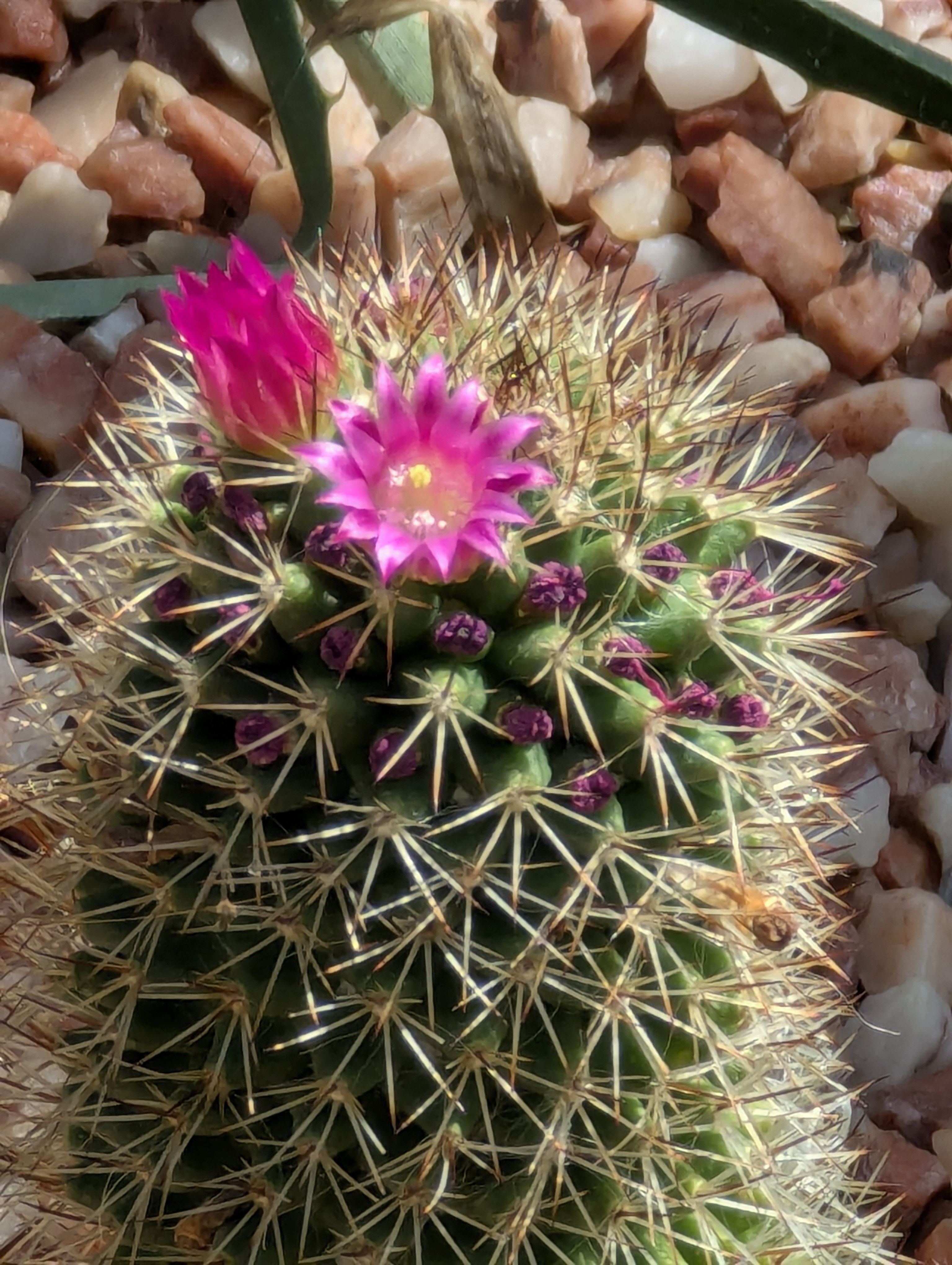 Birthday Trip to Canada, Edmonton, Pyramids, Muttart Observatory